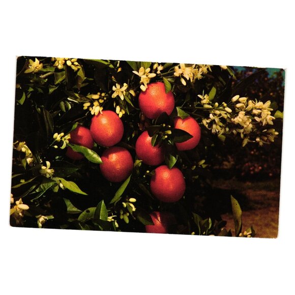 Florida Oranges And Blossoms Linen Postcard Vintage Tichnor Bros Made USA Unused - Picture 1 of 2
